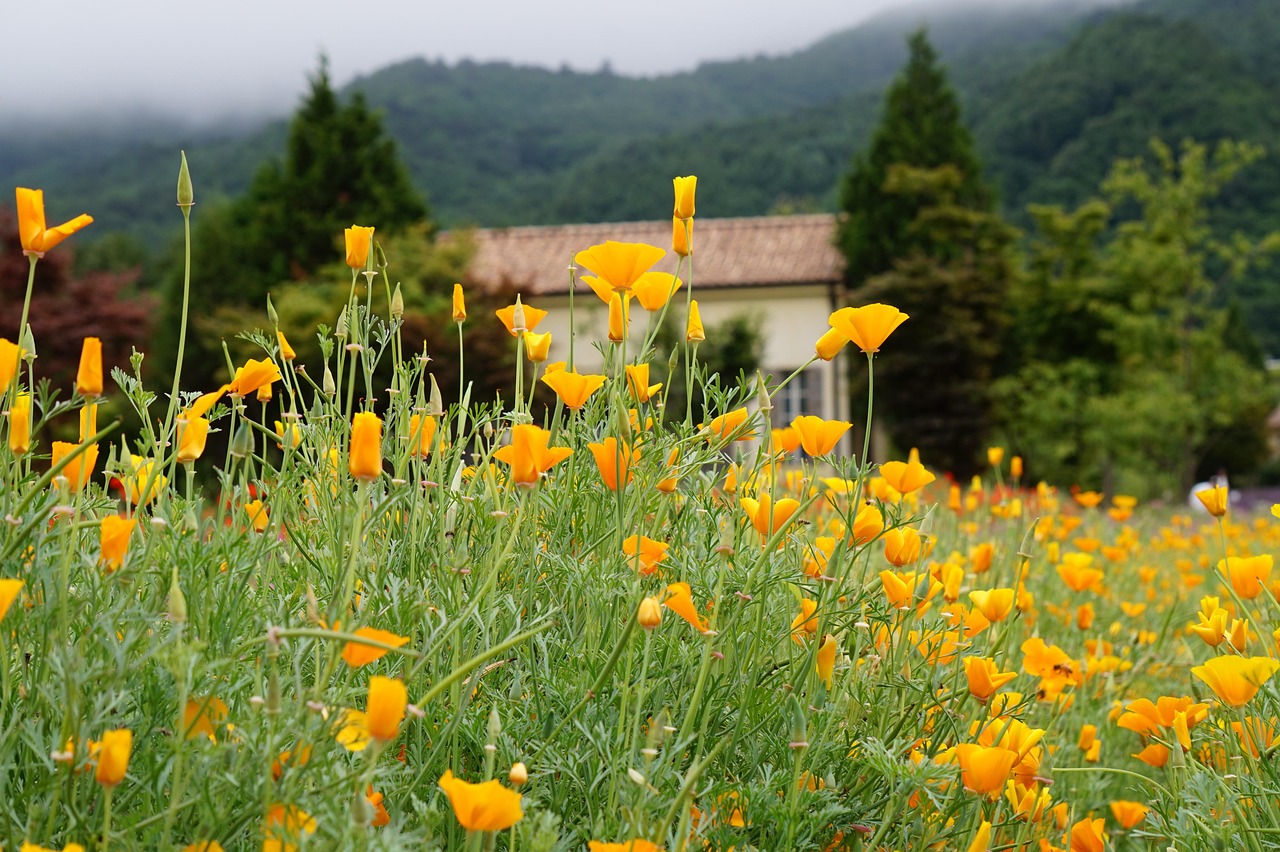 如何在SEO策略中使用论坛贴子